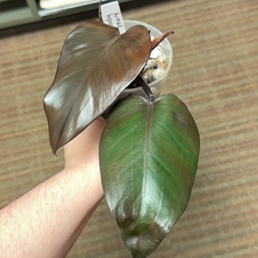 Photo of the plant species Bloody Mary Philodendron by @RootedInRuin named Aria on Greg, the plant care app