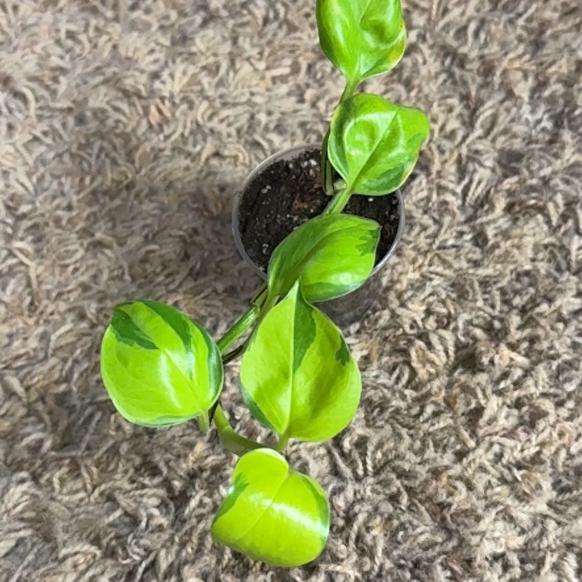 Photo of the plant species Pothos 'Neon Joy' by @RootedInRuin named Leaf Erickson on Greg, the plant care app