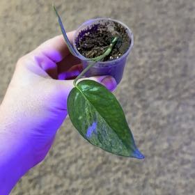 Photo of the plant species Epipremnum pinnatum 'Mint' by @RootedInRuin named Pax on Greg, the plant care app
