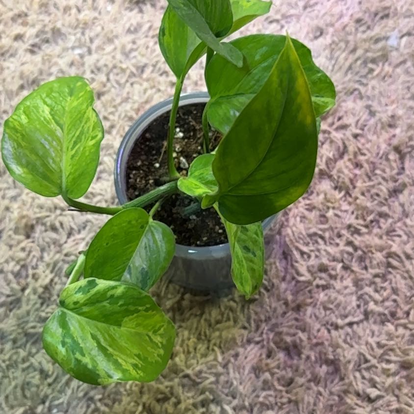 Photo of the plant species Victory Pothos by @RootedInRuin named Sproutacus on Greg, the plant care app