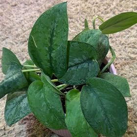 Photo of the plant species Scindapsus pictus 'Silver Splash' by @RootedInRuin named Drake on Greg, the plant care app