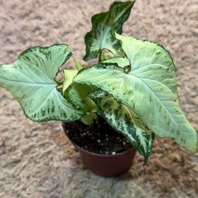 Photo of the plant species Syngonium by @RootedInRuin named Lola on Greg, the plant care app