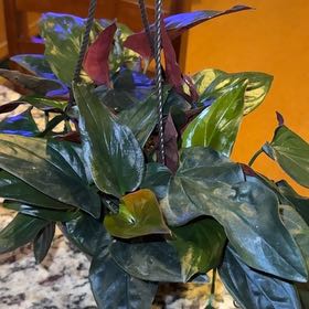 Photo of the plant species syngonium llano carti by @RootedInRuin named Plato on Greg, the plant care app