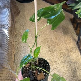 Photo of the plant species Variegated Burle Marx Philodendron by @RootedInRuin named Sahara on Greg, the plant care app