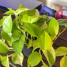 Photo of the plant species Neon Marble Pothos by @RootedInRuin named Sproutacus on Greg, the plant care app