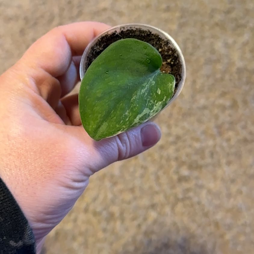 Photo of the plant species Variegated Scindapsus by @RootedInRuin named Nemo on Greg, the plant care app