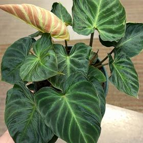 Photo of the plant species Philodendron Splendid by @RootedInRuin named Curie on Greg, the plant care app