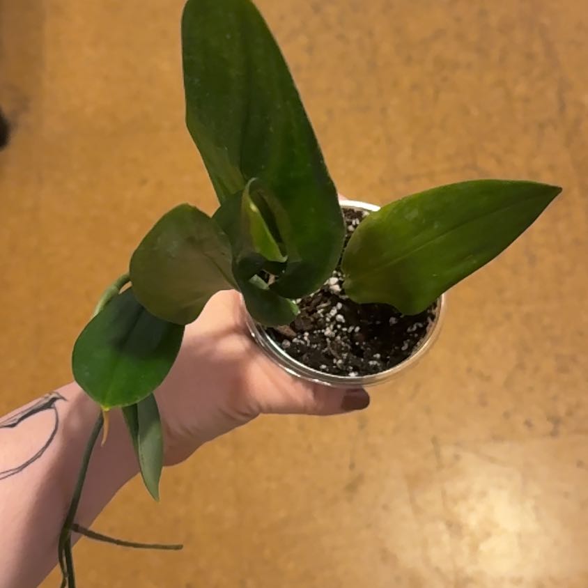 Photo of the plant species Scindapsus treubii 'Dark Form' Variegated by @RootedInRuin named Marilyn on Greg, the plant care app