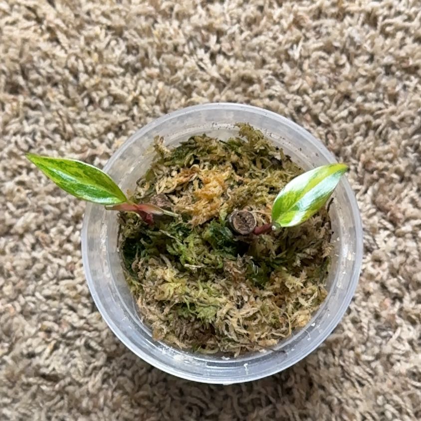 Photo of the plant species Orange Princess by @RootedInRuin named Madonna on Greg, the plant care app