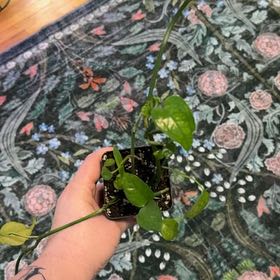Photo of the plant species Epipremnum 'Skeleton Key' by @RootedInRuin named Dolores on Greg, the plant care app