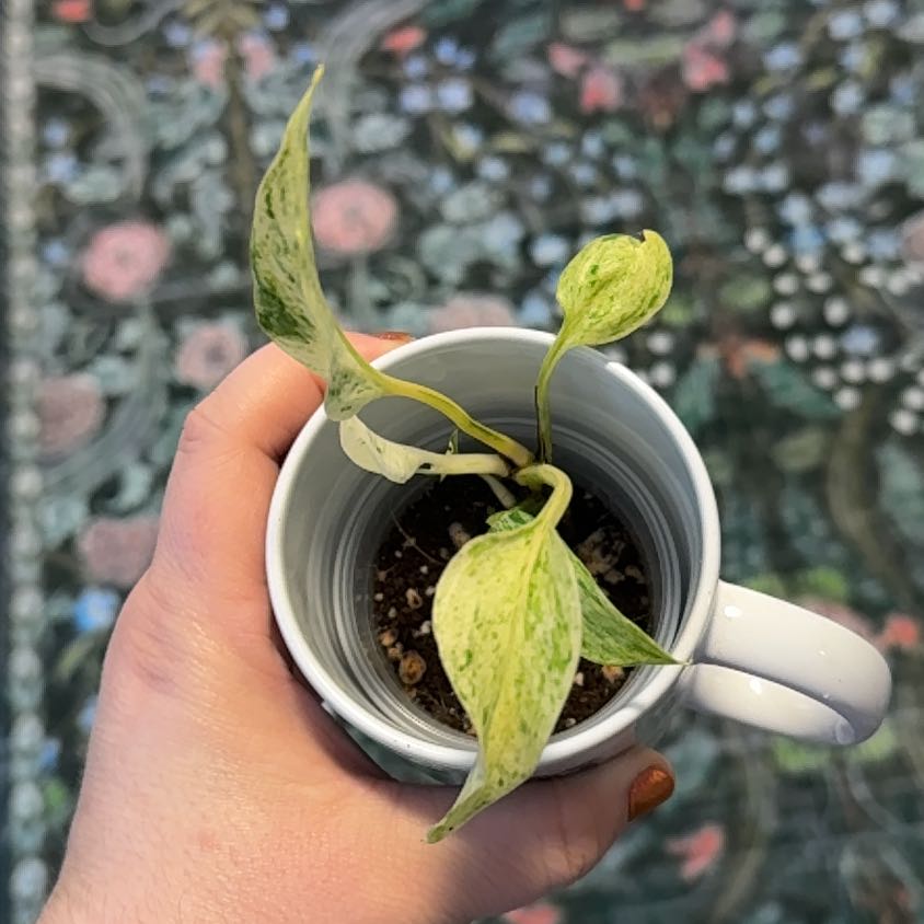 Photo of the plant species Terunoworld 'Fanfare' Pothos by @RootedInRuin named Captain Plant-it on Greg, the plant care app