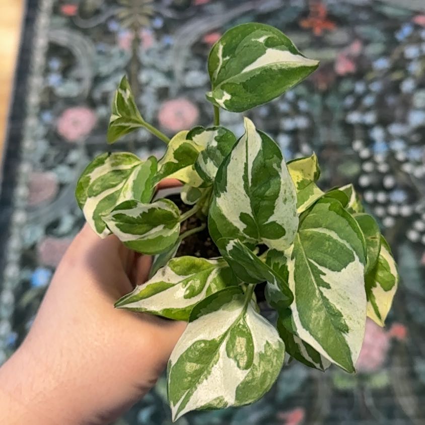 Photo of the plant species Glacier Pothos by @RootedInRuin named Mochi on Greg, the plant care app