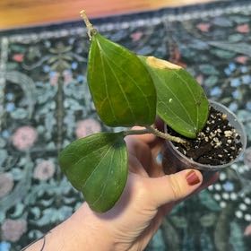 Photo of the plant species Hoya merilli by @RootedInRuin named McKinley on Greg, the plant care app