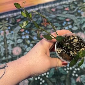Photo of the plant species Hoya lacunosa 'Amarillo' by @RootedInRuin named Hemingway on Greg, the plant care app