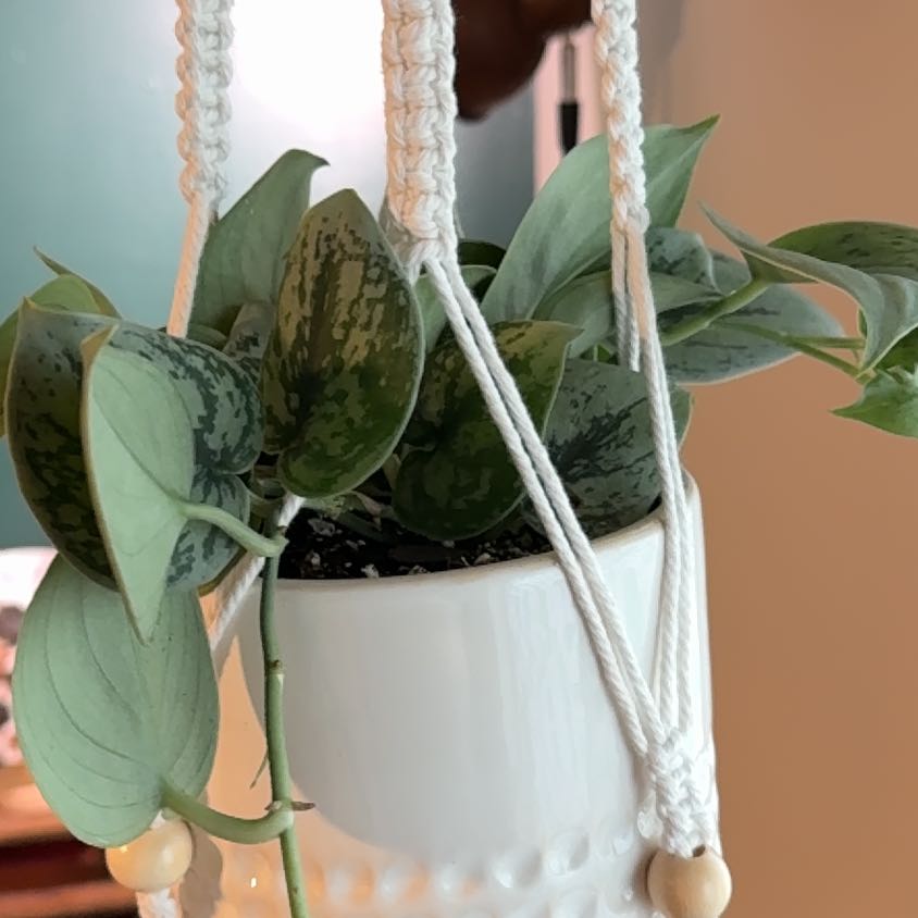 Photo of the plant species Silver Splash Pothos by @RootedInRuin named Bruce Lee on Greg, the plant care app