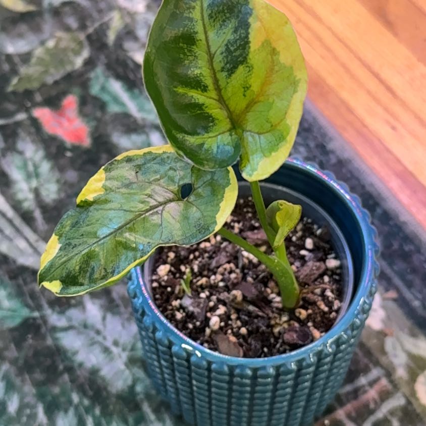 Photo of the plant species Syngonium aurea by @RootedInRuin named Tolkien on Greg, the plant care app