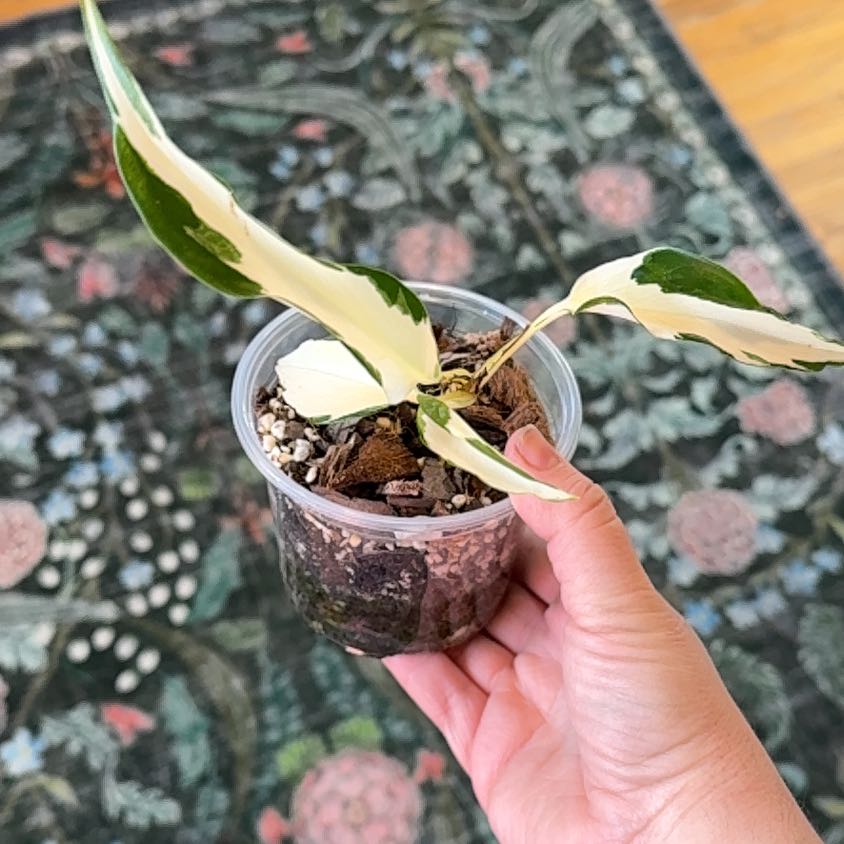 Photo of the plant species Mutant Manjula Pothos by @RootedInRuin named Harper on Greg, the plant care app