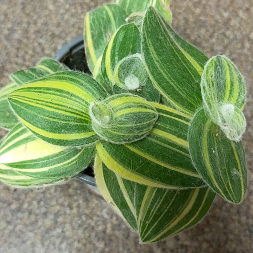 Photo of the plant species Variegated Spiderwort by @RootedInRuin named Mando on Greg, the plant care app