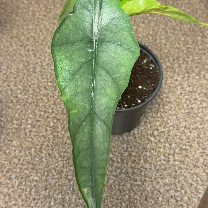 Photo of the plant species Alocasia dragons breath by @RootedInRuin named Keanu Leaves on Greg, the plant care app