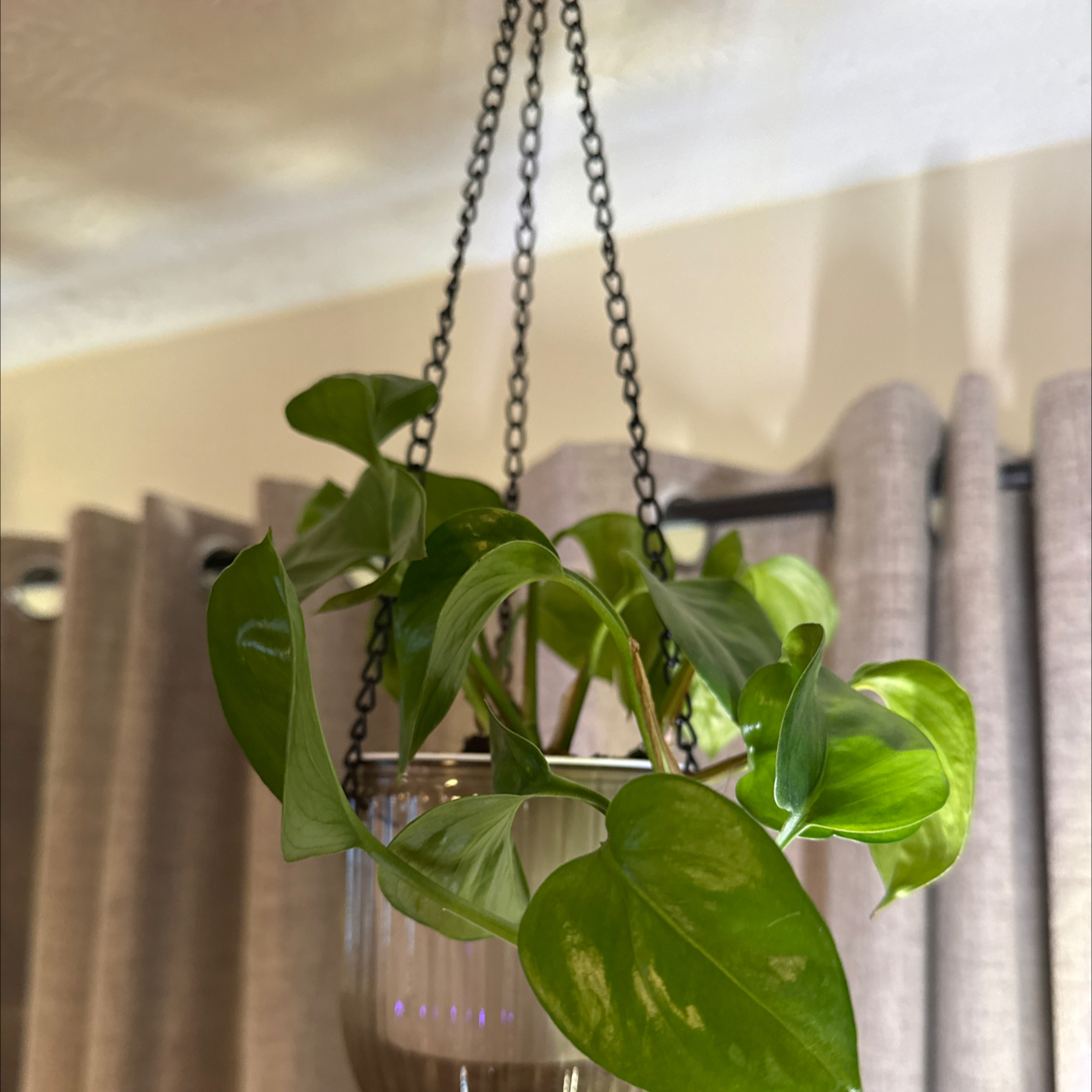 Photo of the plant species Greenjula by @RootedInRuin named Drake on Greg, the plant care app