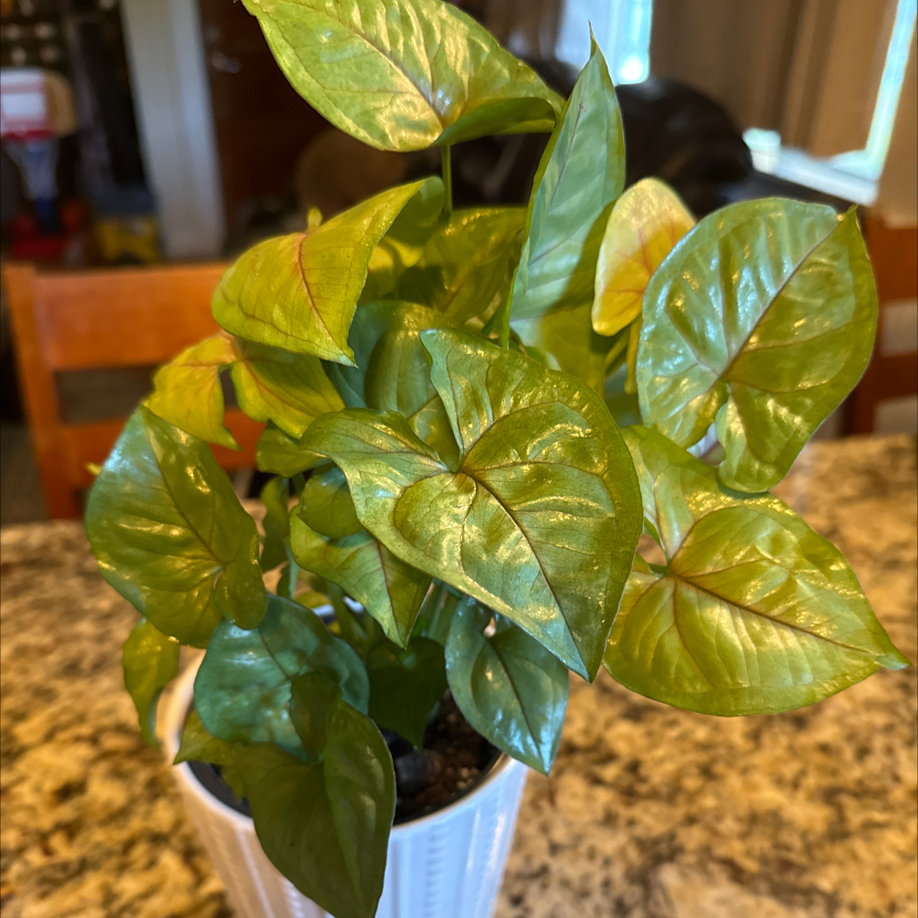 Photo of the plant species Syngonium cream alluison by @RootedInRuin named Doja Cat on Greg, the plant care app