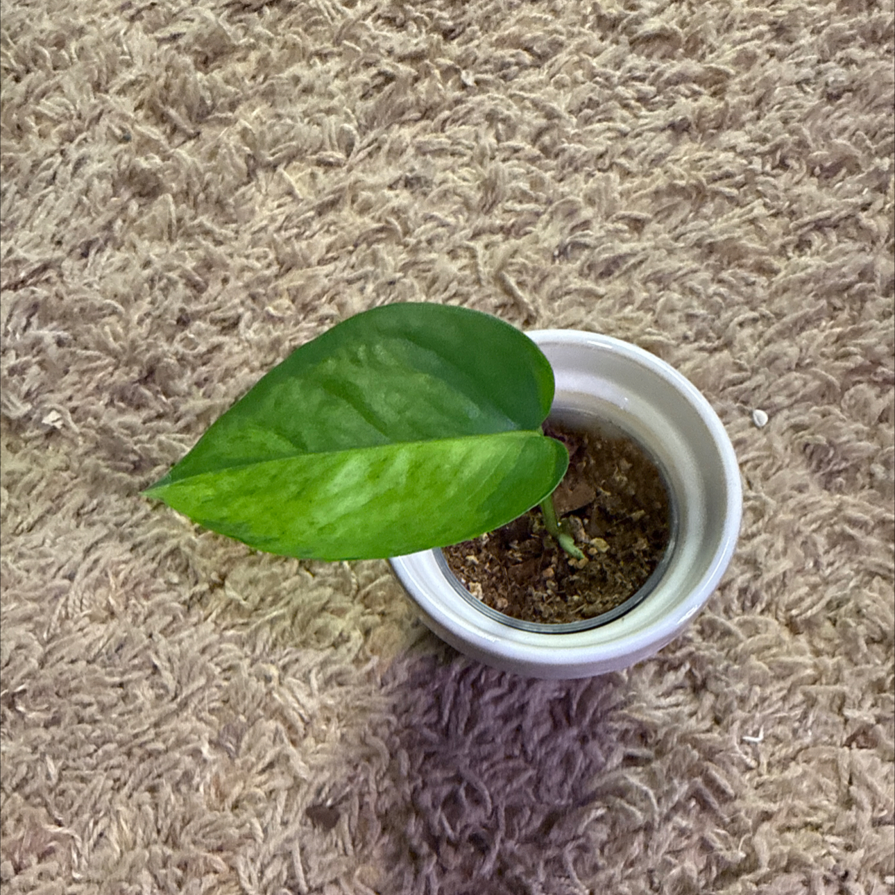 Photo of the plant species Teruno Carnival Pothos by @RootedInRuin named Prince on Greg, the plant care app