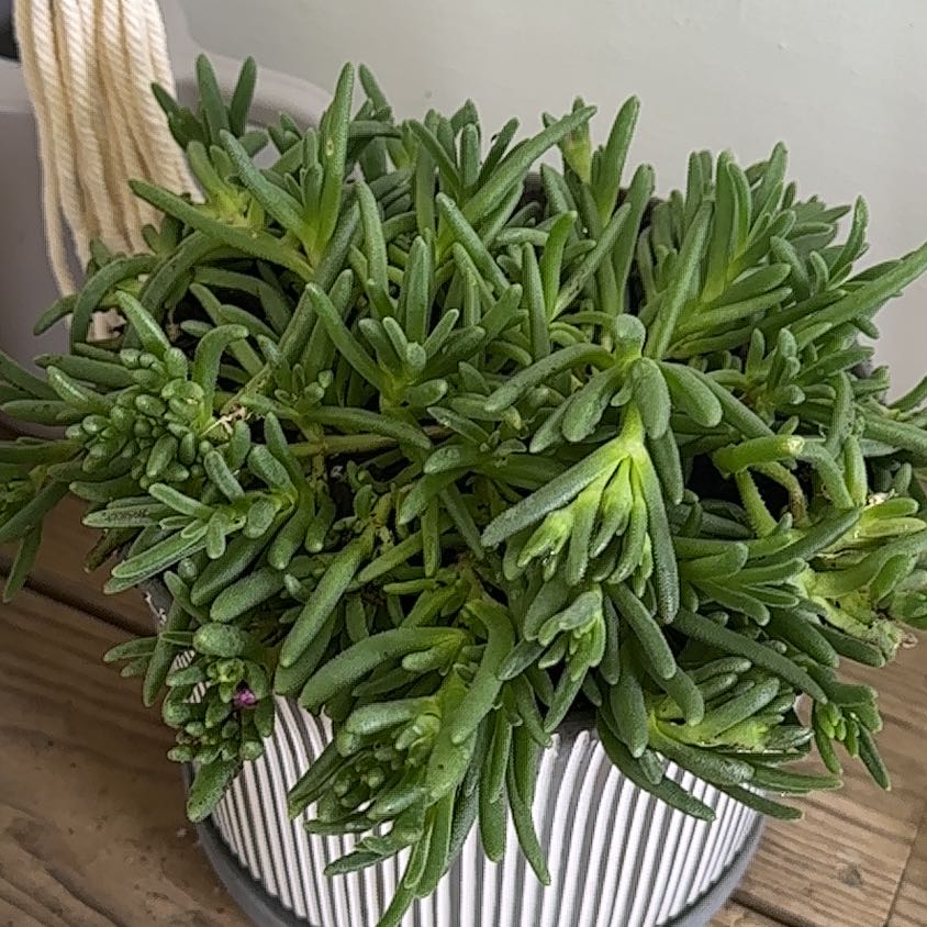 Photo of the plant species Wheels of Wonder 'Golden Wonder' Ice Plant by @WelsomeSilktree named Sanders on Greg, the plant care app