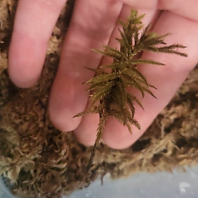 Photo of the plant species Tree Climacium Moss by @SirRedmint75 named Leaf Erickson on Greg, the plant care app