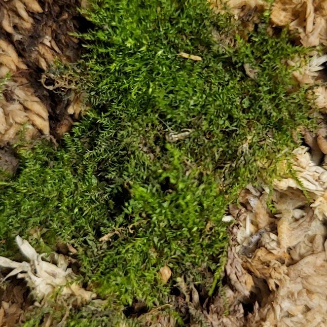 Photo of the plant species Horn Calcareous Moss by @SirRedmint75 named Sir Mossington on Greg, the plant care app