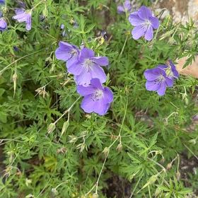 Photo of the plant species Meadow Geranium by @GemSoybean67 named Fernie Mac on Greg, the plant care app