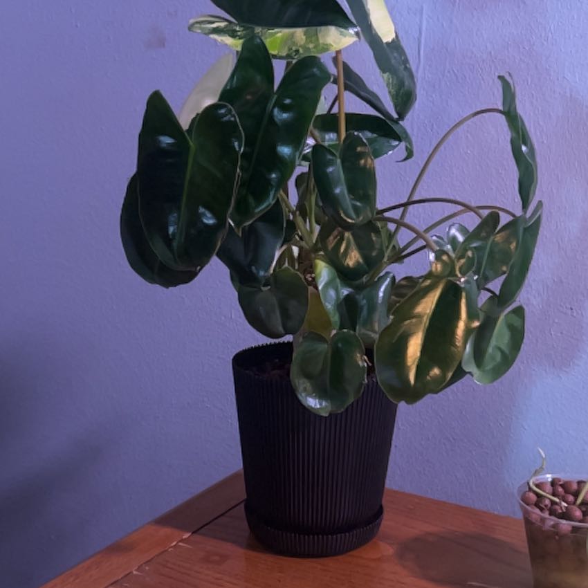 Photo of the plant species Philodendron Burle Marx by @Oasismom named Gregarious on Greg, the plant care app