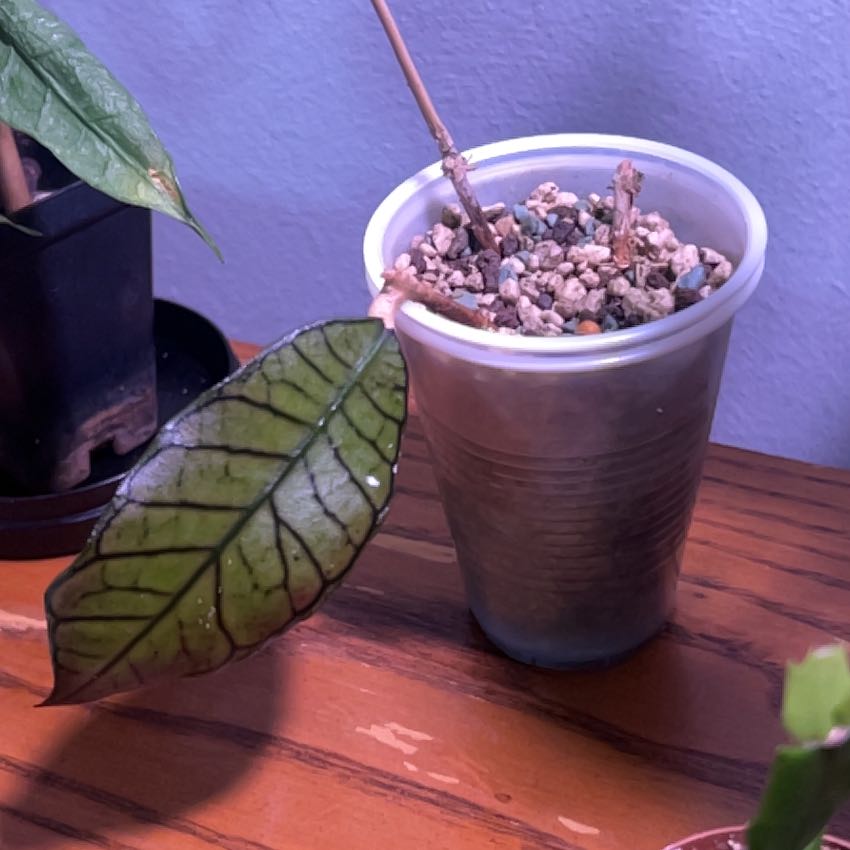Photo of the plant species Hoya Finlaysonii by @Oasismom named Emerson on Greg, the plant care app