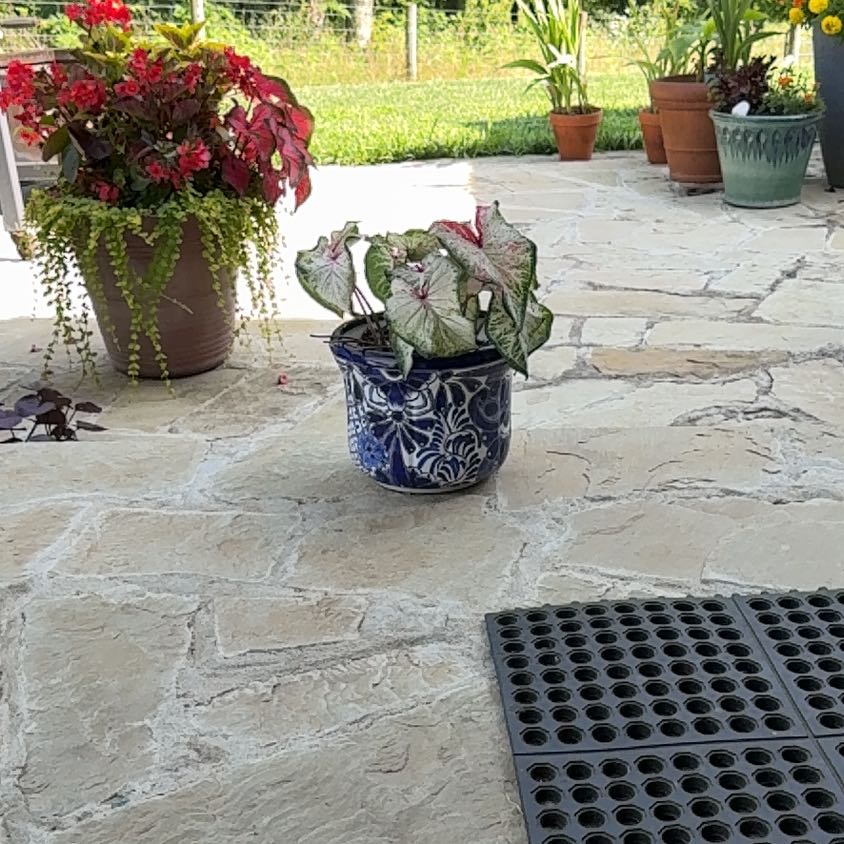 Photo of the plant species Florida Moonlight Caladium by @WiseBaytree69 named Doja Cat on Greg, the plant care app