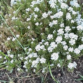 Photo of the plant species Evergreen Candytuft by @WiseBaytree69 named Kardashian on Greg, the plant care app