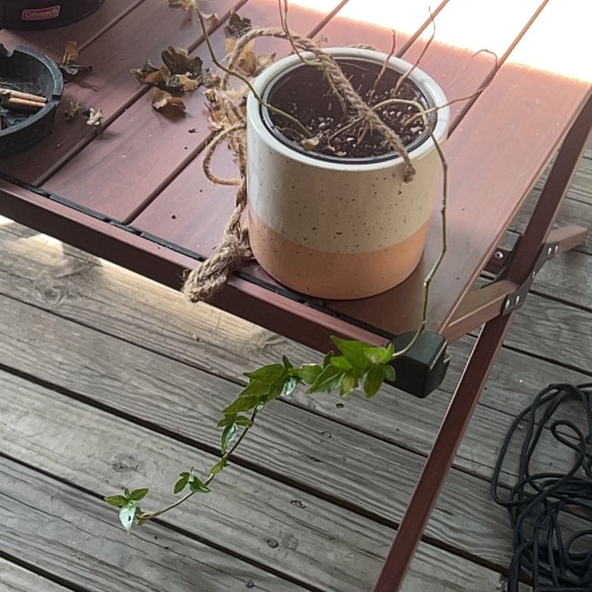 Photo of the plant species Asterisk Ivy by @RighteousTaro77 named Leonardo on Greg, the plant care app