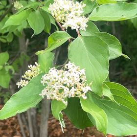 Photo of the plant species Common Dogwood by @PureChervil59 named Beckham on Greg, the plant care app