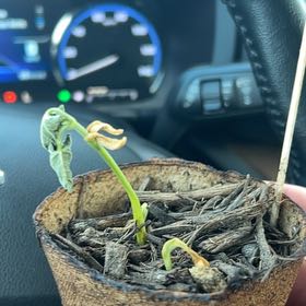 Photo of the plant species Big Kahuna Green Beans by @WiseBroccoli72 named Boyd on Greg, the plant care app