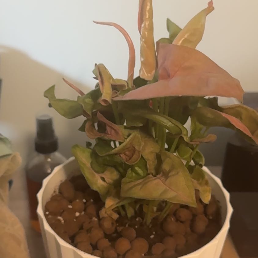 Photo of the plant species Neon Allusion Arrowhead Plant by @LordCosmo24 named Fernie Saunders on Greg, the plant care app