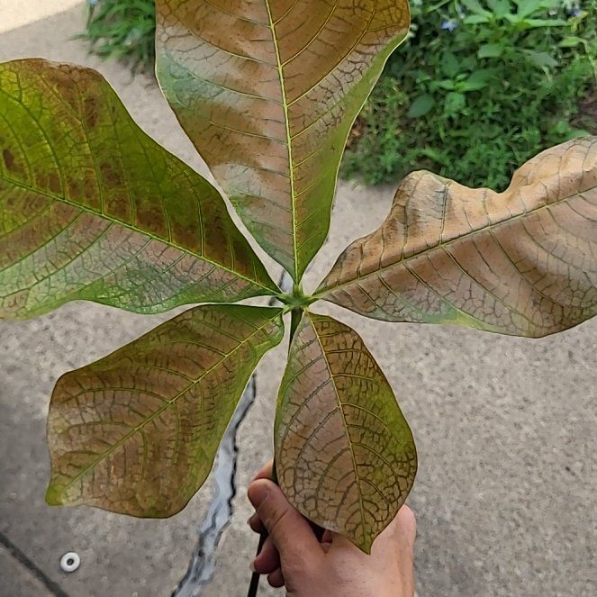 Photo of the plant species Shaving Brush Tree by @kaleebaileybop named Gomez on Greg, the plant care app