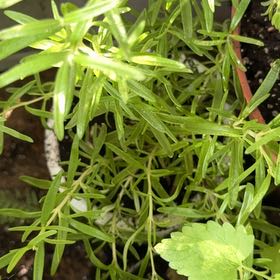 Photo of the plant species False Mermaidweed by @LushWildlime75 named Captain Plant-it on Greg, the plant care app