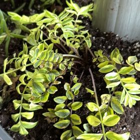 Photo of the plant species Pretty Jacob's-Ladder by @LushWildlime75 named Girlfrond on Greg, the plant care app