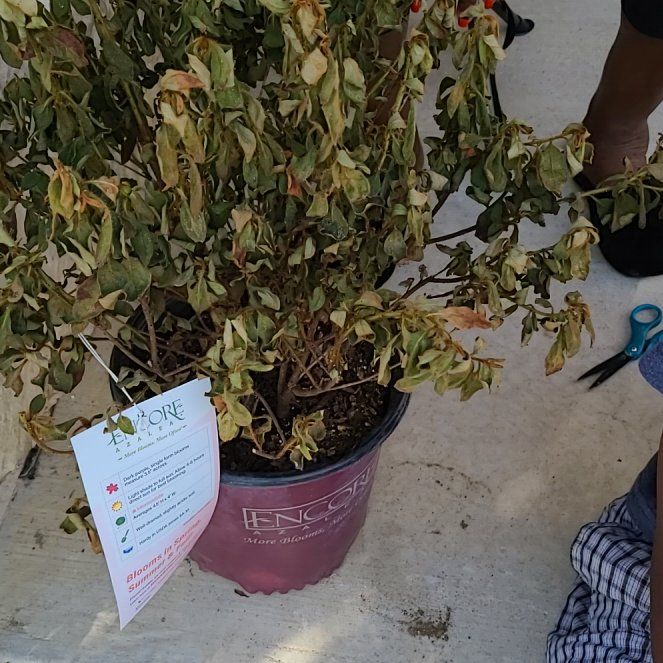 Photo of the plant species Rhododendron 'Autumn Royalty' by @AceAvocado20 named Harmony on Greg, the plant care app