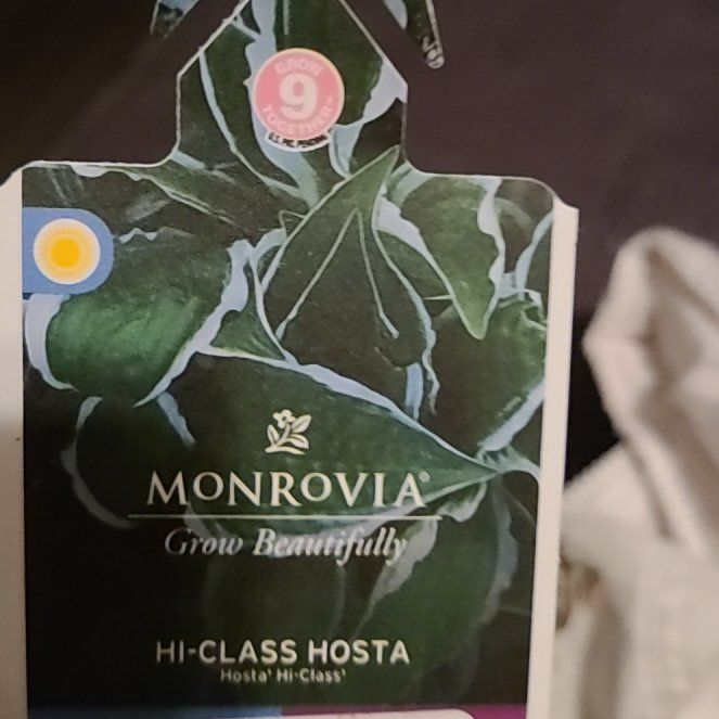 Photo of the plant species Sun Hosta by @AceAvocado20 named Osmo on Greg, the plant care app