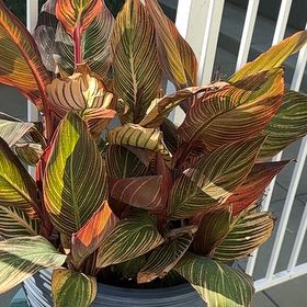 Photo of the plant species Tropicanna Canna Lily by @SultryBorage80 named Terra on Greg, the plant care app