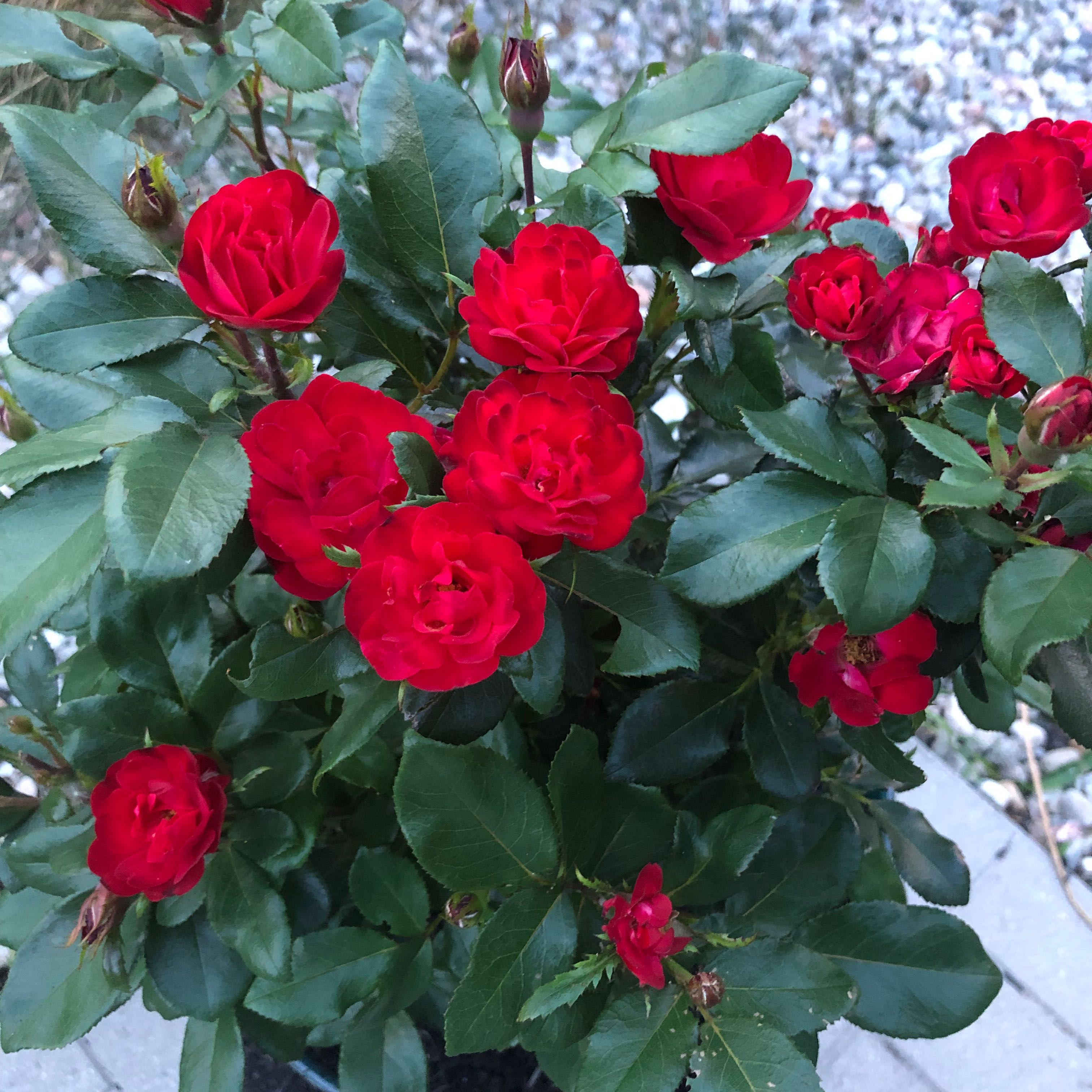Photo of the plant species Knock Out Roses by @ProudRazorsedge named Knock Out on Greg, the plant care app
