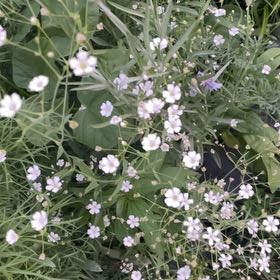 Photo of the plant species Russian Vine by @KnightNoognug70 named Bella on Greg, the plant care app