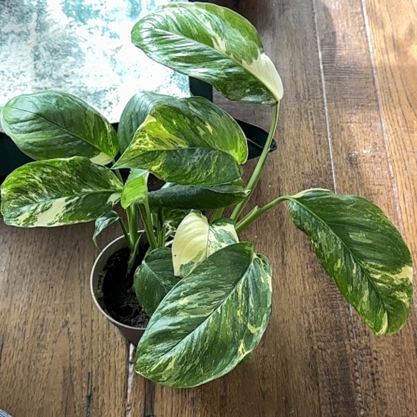 Photo of the plant species Monstera Gilded Glory by @K8Ketcheska named Mollie on Greg, the plant care app