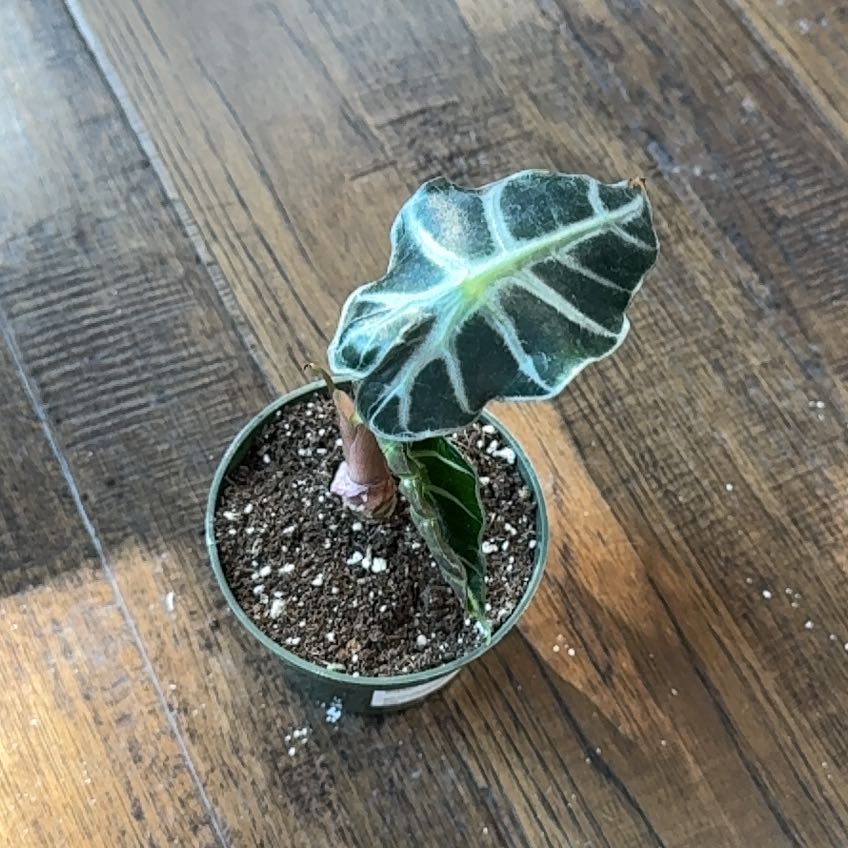 Photo of the plant species Elephant Ear by @K8Ketcheska named Ulysses S Plant on Greg, the plant care app