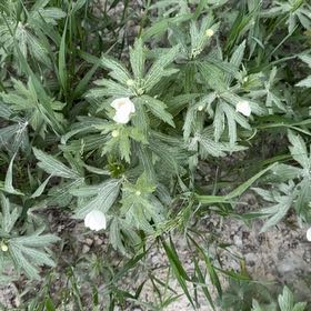 Photo of the plant species Carolina Crane's-Bill by @K8Ketcheska named Zion on Greg, the plant care app