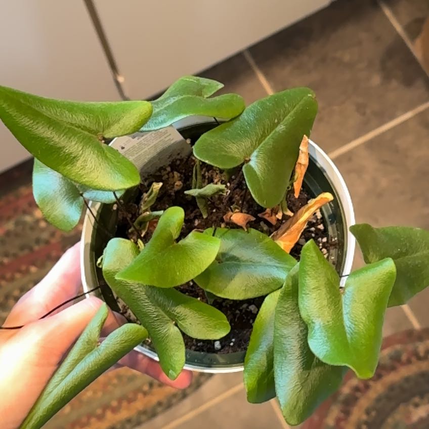 Photo of the plant species Acrostichum Aureum by @K8Ketcheska named Huckleberry Fern on Greg, the plant care app